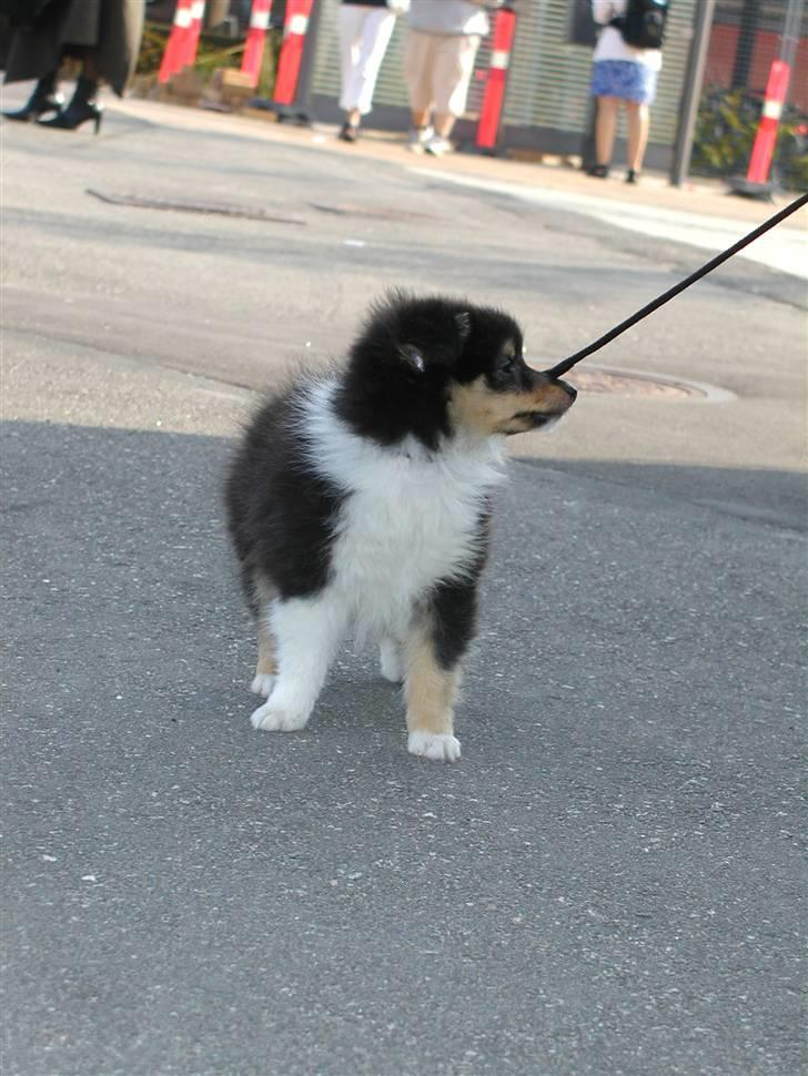 Shetland sheepdog Thea billede 4