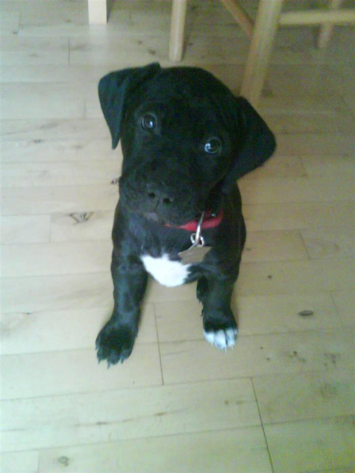 Blanding af racer amstaff/labradore   Kanzi - se mig engang billede 7