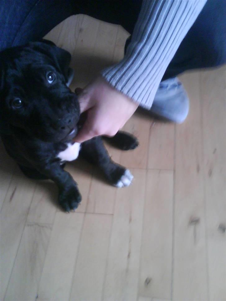 Blanding af racer amstaff/labradore   Kanzi - bider lige mor billede 8