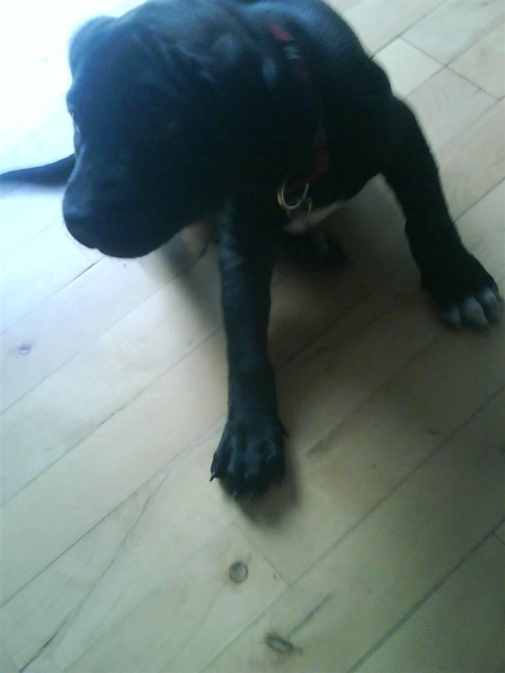 Blanding af racer amstaff/labradore   Kanzi - ja det klør altså billede 9