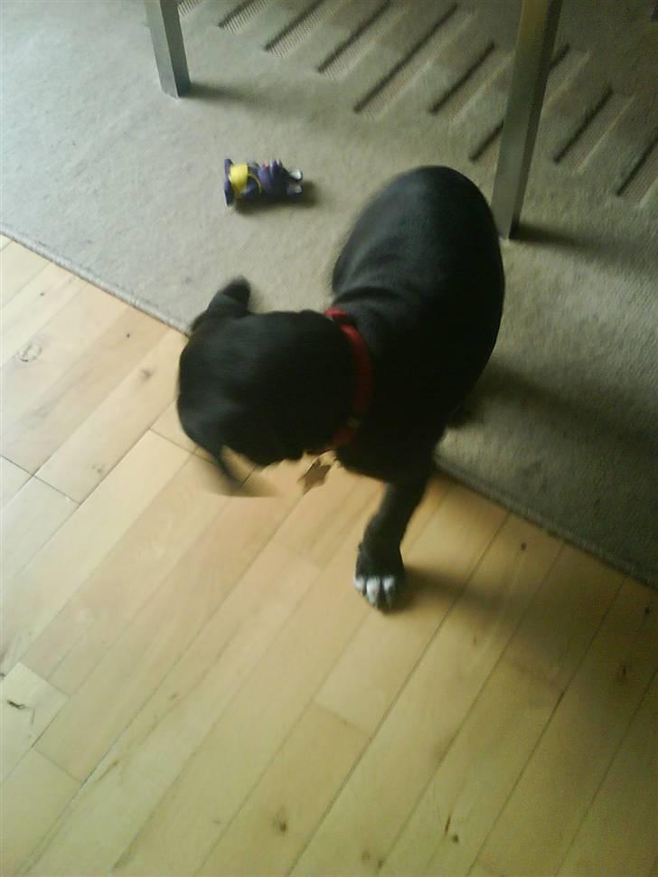 Blanding af racer amstaff/labradore   Kanzi - skal jeg tage mussen billede 10