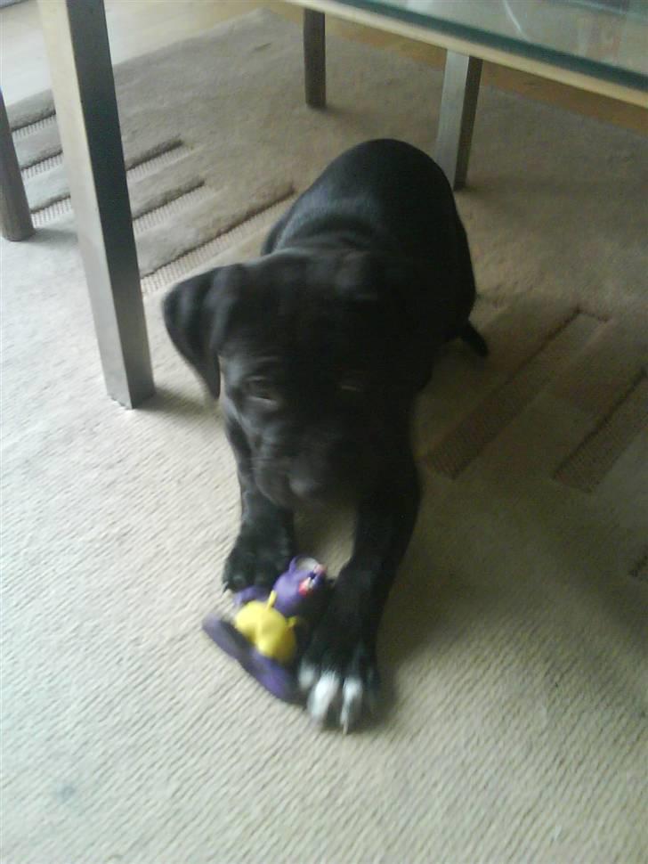 Blanding af racer amstaff/labradore   Kanzi - hva kigger du på billede 11