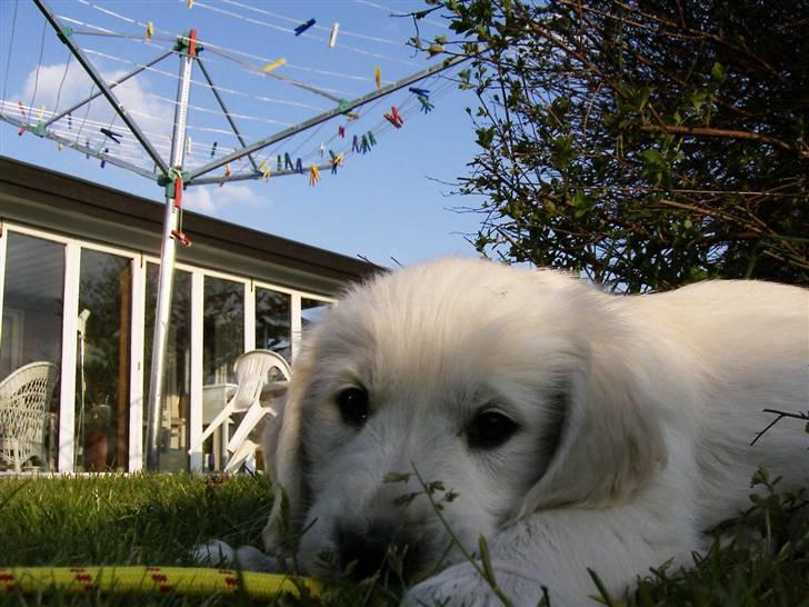 Golden retriever Joker - Joker som hvalp! :D billede 10