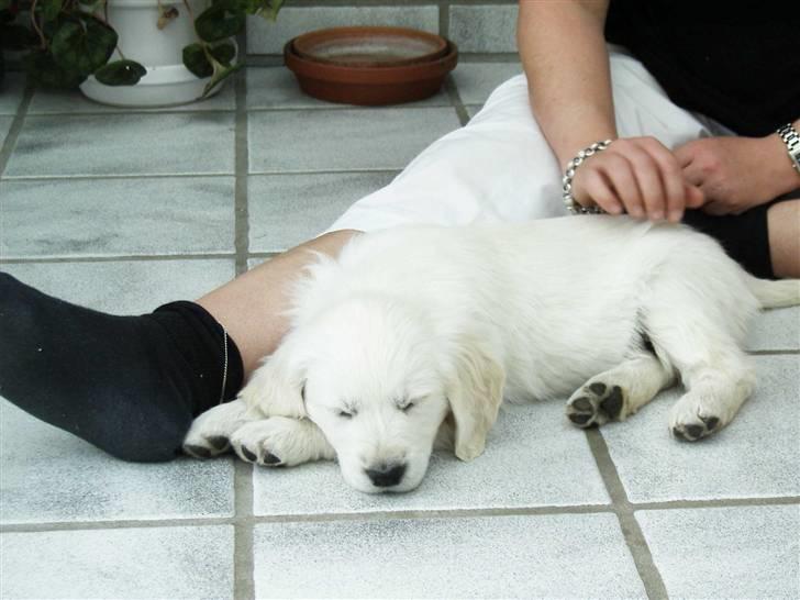 Golden retriever Joker - Joker som hvalp! :D billede 11