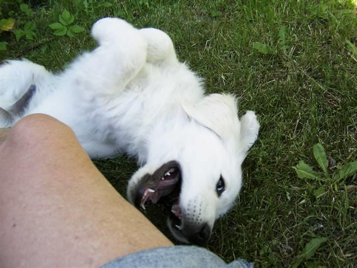 Golden retriever Joker - Joker som hvalp! :D billede 12