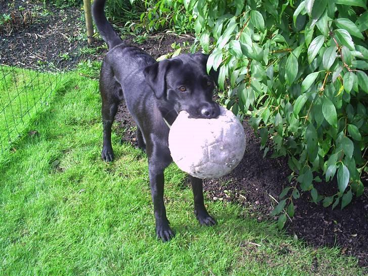 Labrador retriever Rico - Heeej alle.. <3 Velkommen til min vovses profil! billede 1