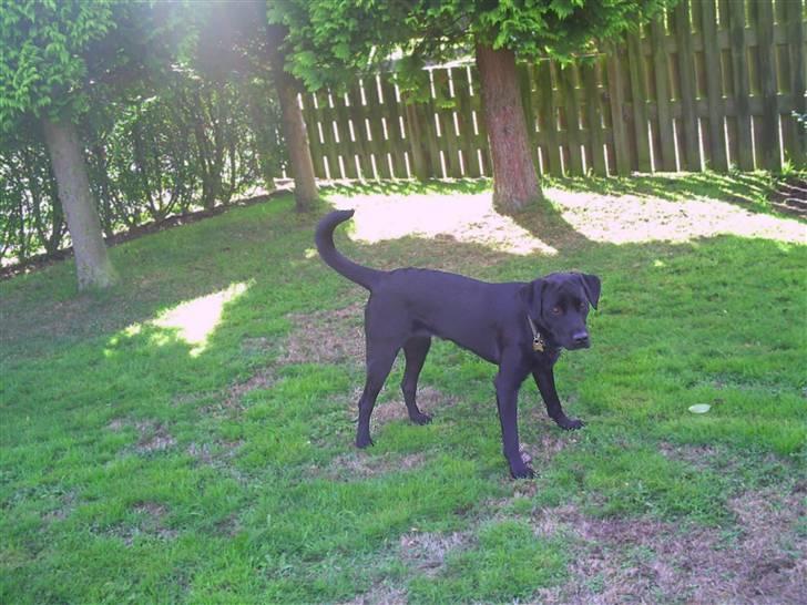 Labrador retriever Rico - Nåårh han er en skat! :) billede 2