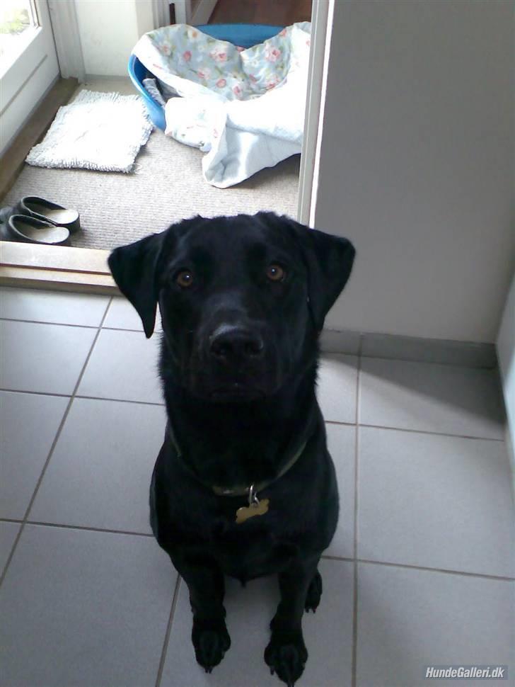 Labrador retriever Rico - Uhha han sidder fint når der er godbider i luften :b billede 3