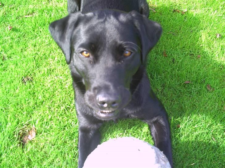 Labrador retriever Rico - "Lege?" xD billede 4