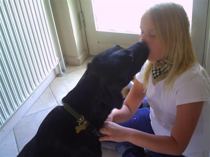 Labrador retriever Rico - Mysser :D billede 5