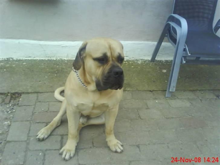 Boerboel Hugin :) - åhh lad ig lige side et øje blik:) billede 1