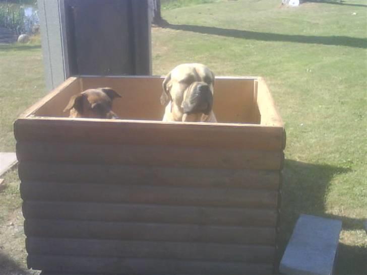 Boerboel Hugin :) - vi sidder lige og nyder solen :) billede 2