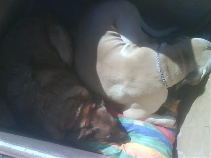 Boerboel Hugin :) - her ligger mig og molly og hviler os i vores hunde hus:) billede 3
