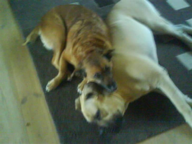 Boerboel Hugin :) - Er mig og molly ik bare søde sammen<3 billede 4