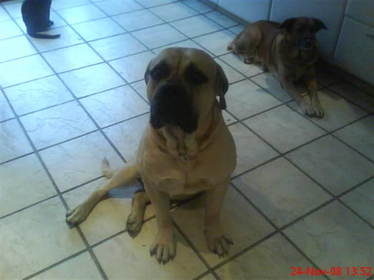 Boerboel Hugin :) - er jeg ikke bare dejlig:) billede 5