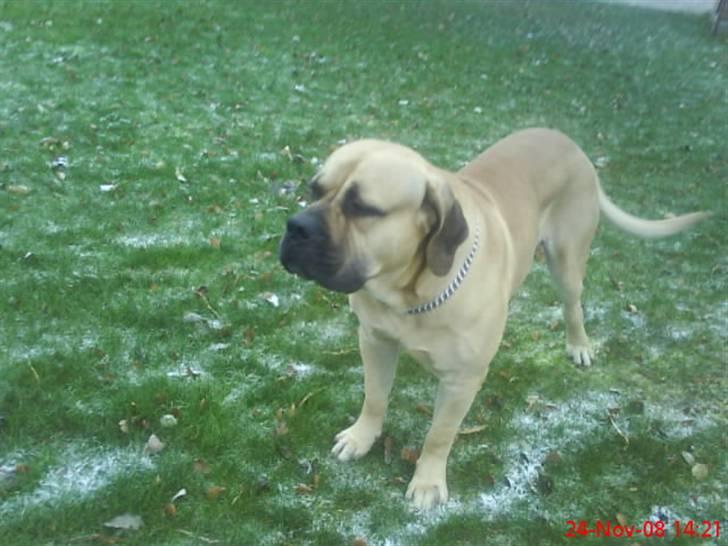 Boerboel Hugin :) - Det så dejligt her ude:):) billede 6