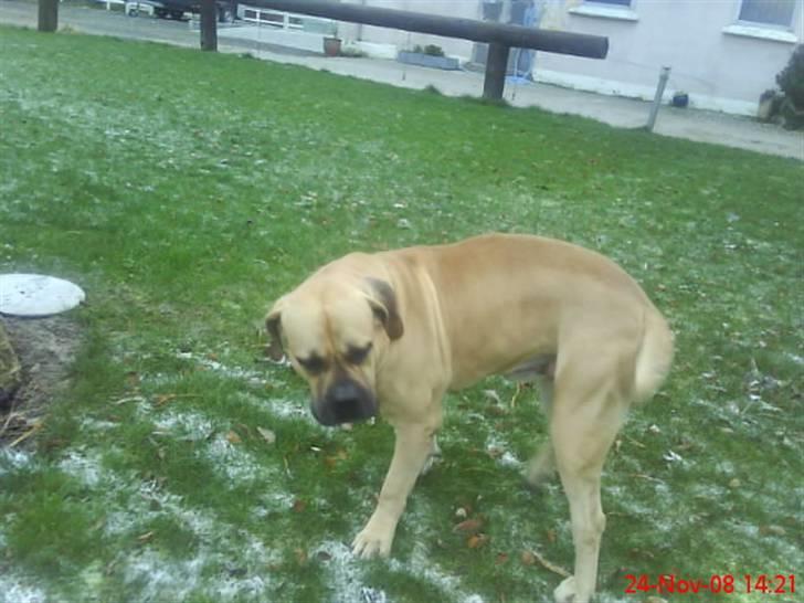 Boerboel Hugin :) - Det så koldt for føderne billede 7