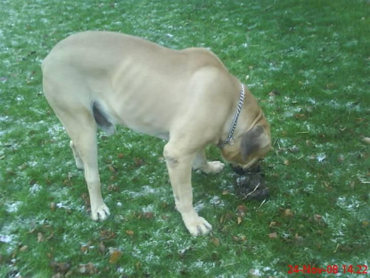 Boerboel Hugin :) - det dufter dejligt:) billede 8