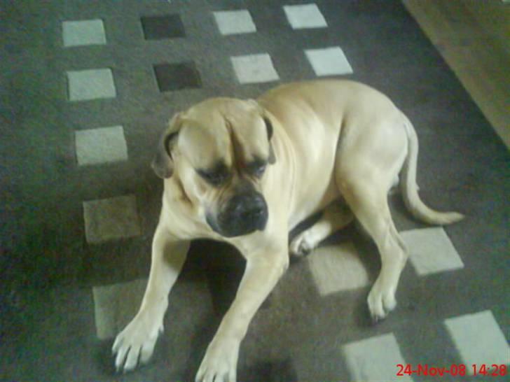 Boerboel Hugin :) billede 9