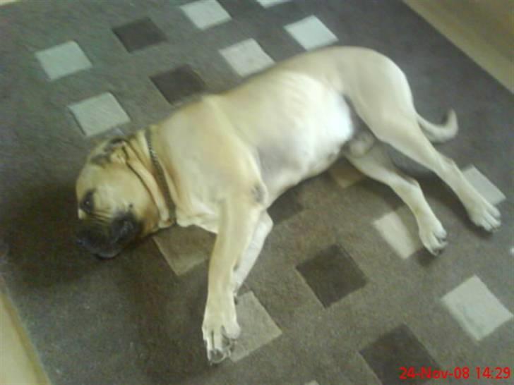 Boerboel Hugin :) - jeg ligger lige here og dag drømmer gå væk :) billede 10