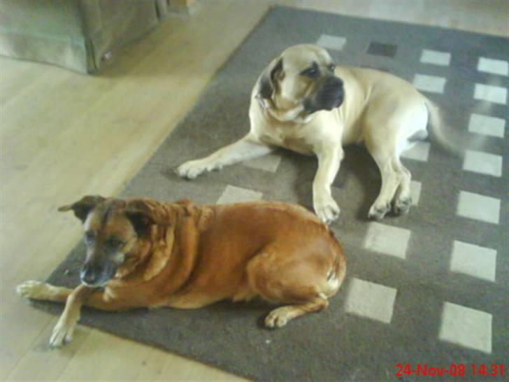 Boerboel Hugin :) - åhh det er hygge  billede 11