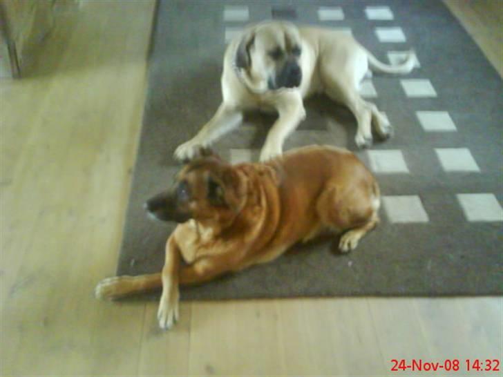 Boerboel Hugin :) - vi hygger os enu en gang hehe:) billede 12
