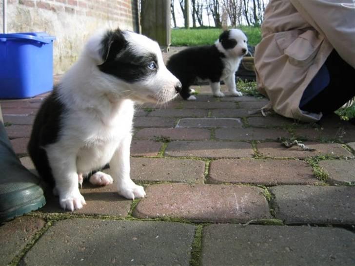 Border collie Blue - Blue 6 uger billede 11