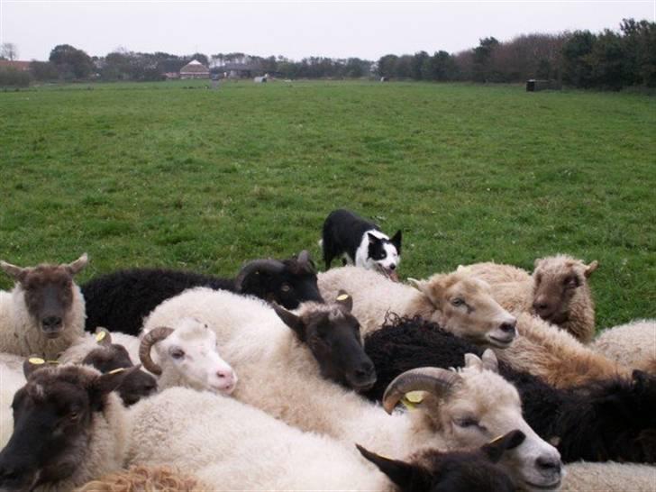 Border collie Blue - Hvis den ikke kan flytte 100 får skal den ikke i avl.... billede 12