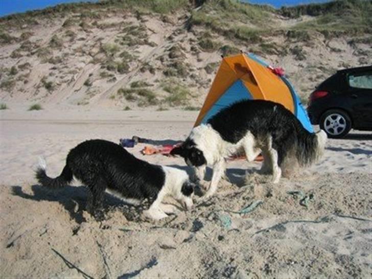 Border collie Blue - Andy og Blue graver....hele vejen ned til kineserne billede 13