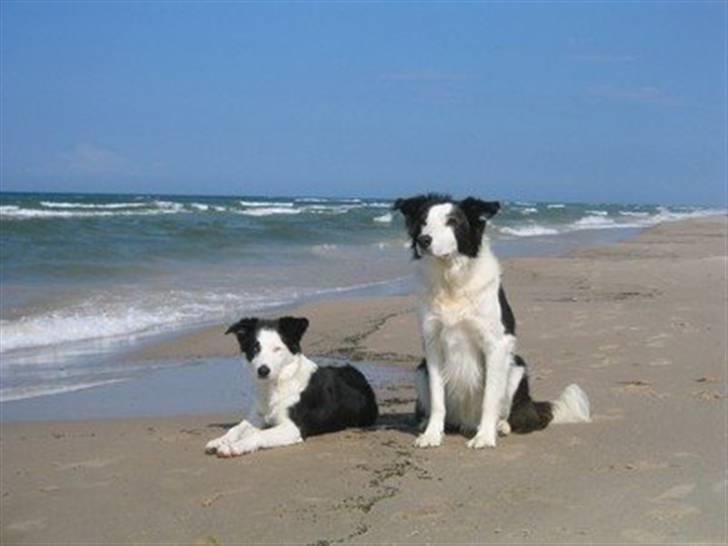 Border collie Blue - Blue ½ år og Andy billede 14