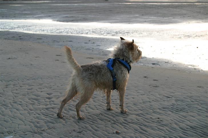 Blanding af racer Smuttie (Gucci) billede 1