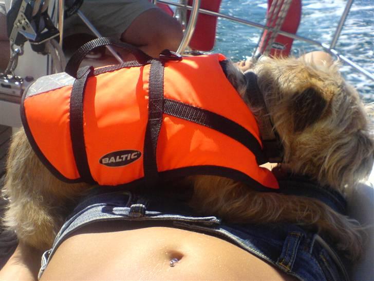 Blanding af racer Smuttie (Gucci) billede 2