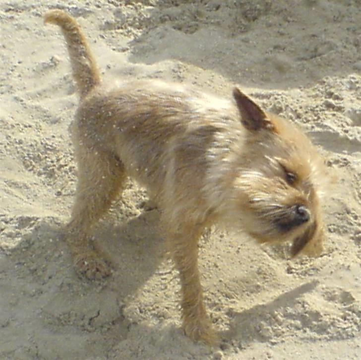 Blanding af racer Smuttie (Gucci) billede 3