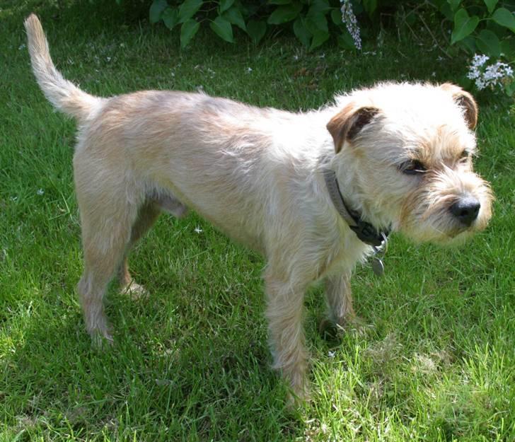 Blanding af racer Smuttie (Gucci) billede 4