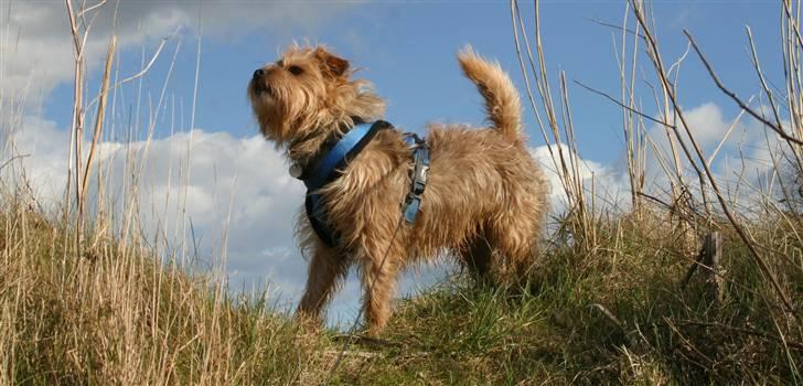 Blanding af racer Smuttie (Gucci) billede 5