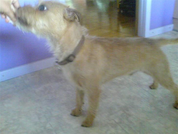 Blanding af racer Smuttie (Gucci) billede 7