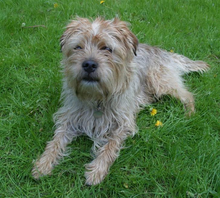 Blanding af racer Smuttie (Gucci) billede 8