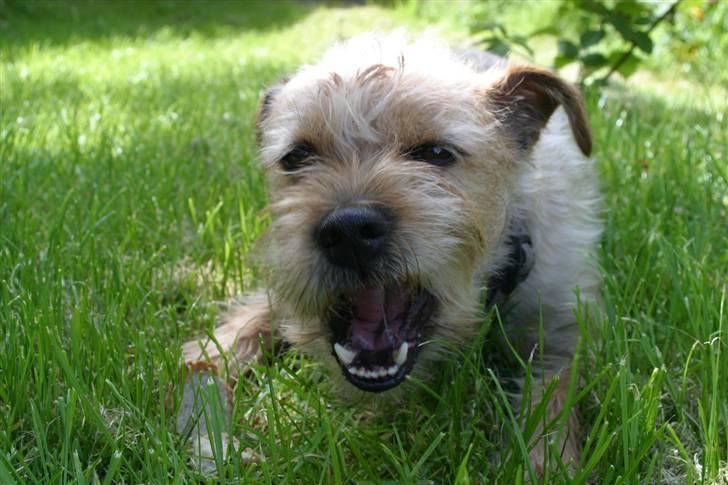 Blanding af racer Smuttie (Gucci) billede 9