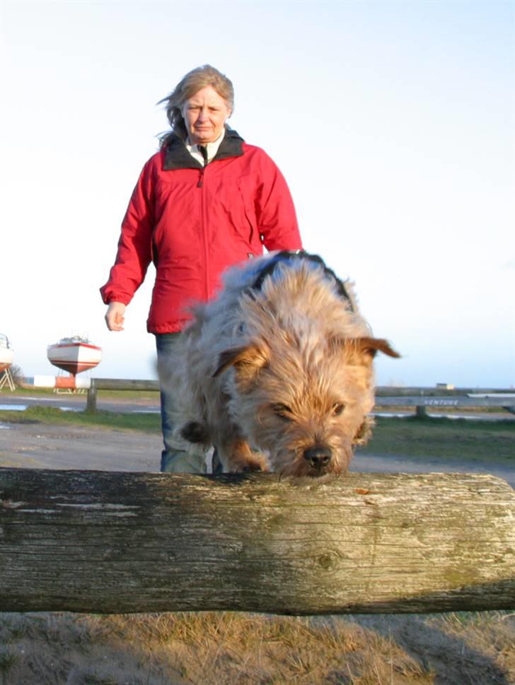 Blanding af racer Smuttie (Gucci) billede 10