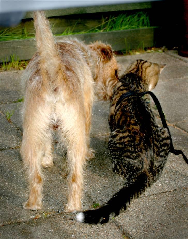 Blanding af racer Smuttie (Gucci) billede 11