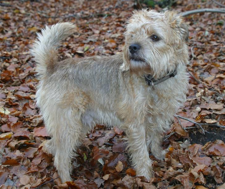 Blanding af racer Smuttie (Gucci) billede 12