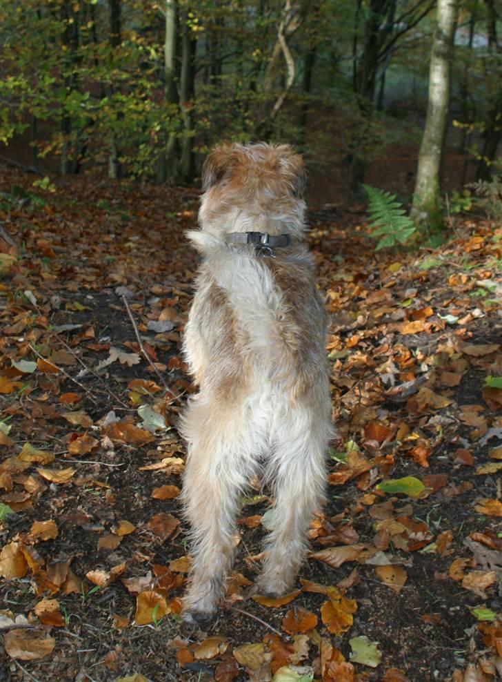 Blanding af racer Smuttie (Gucci) billede 13