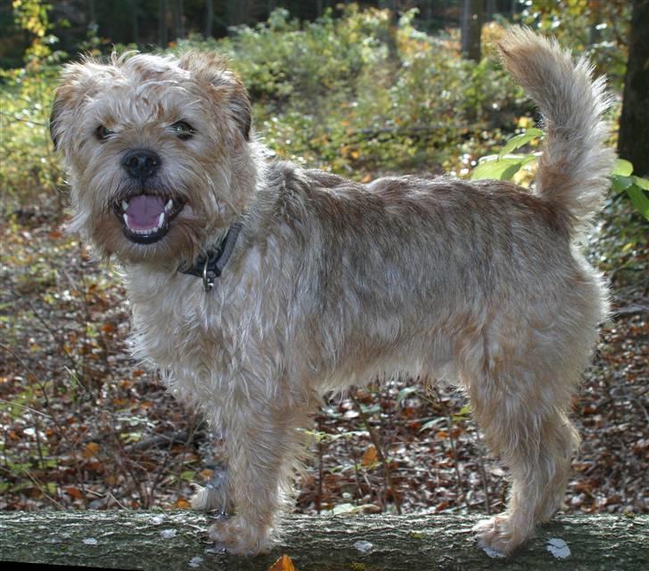 Blanding af racer Smuttie (Gucci) billede 14