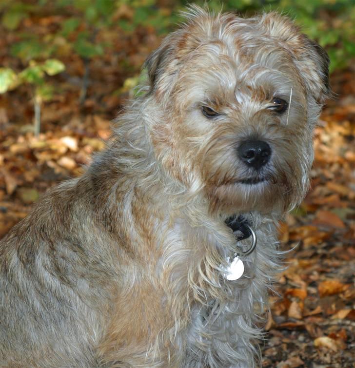 Blanding af racer Smuttie (Gucci) billede 15