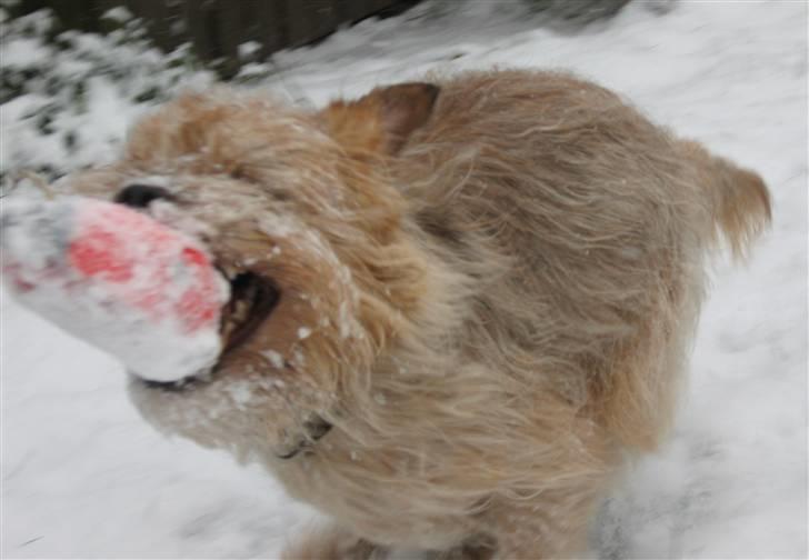 Blanding af racer Smuttie (Gucci) billede 16