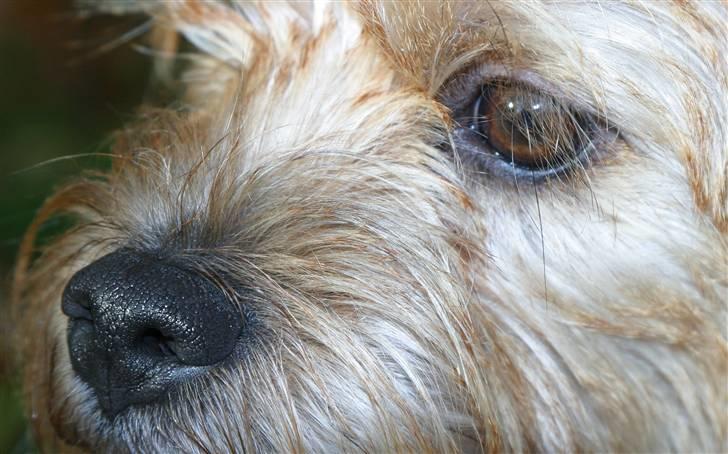 Blanding af racer Smuttie (Gucci) billede 17