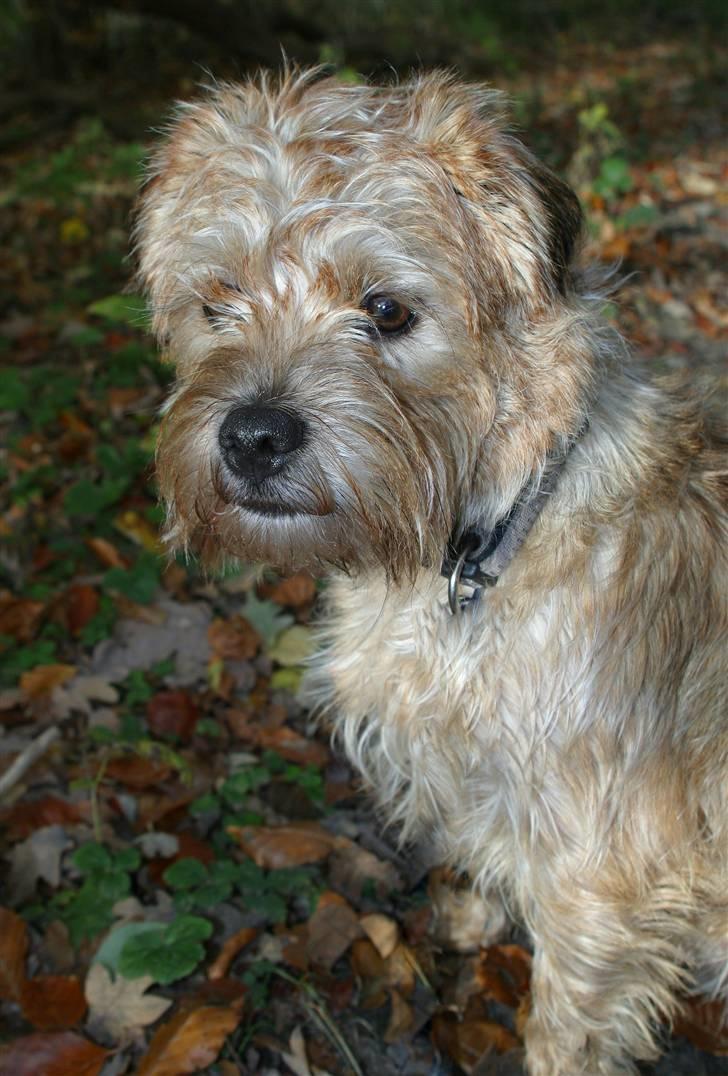 Blanding af racer Smuttie (Gucci) billede 18