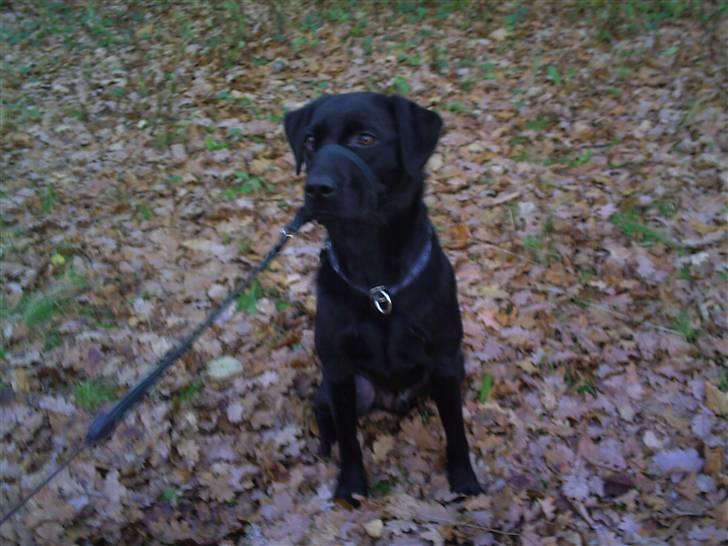 Labrador retriever Rico - Ham i en masse efterårs blade .. <3 billede 6