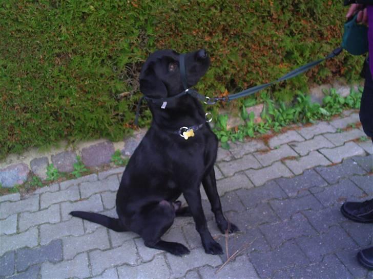 Labrador retriever Rico - Godbiiiiiiiiiiiiiiiiiiid? :) billede 7