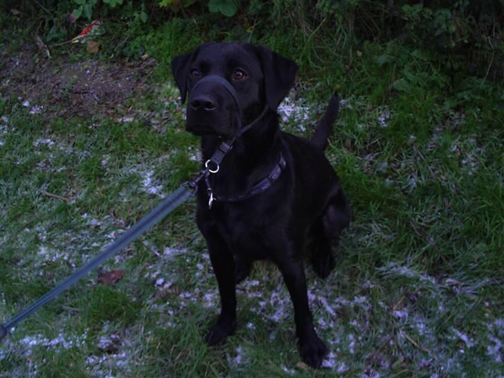 Labrador retriever Rico - Den første sne :D billede 8